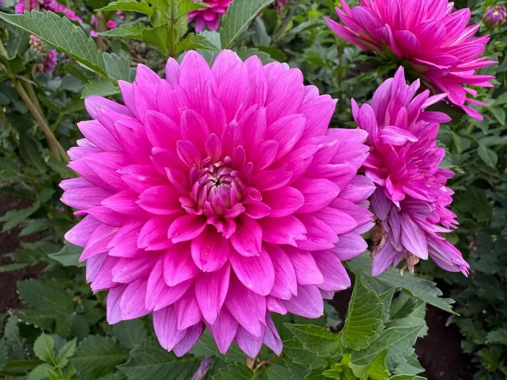 Dahlia 'Jenna' (Jenna Dahlia) — Northwest Blooms